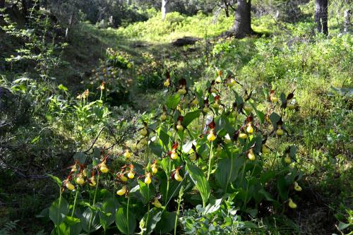 Familie Pfefferkorn Familie Pfefferkorn