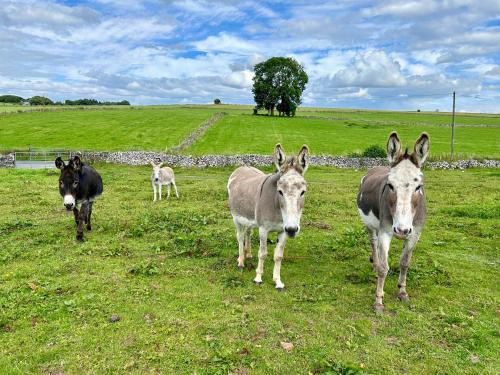The Stables Ashbourne - image 10