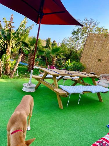 Surf & Salsa Ocean House 4