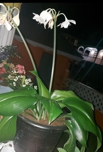 Peaceful Nest Apt 3 in Canefield