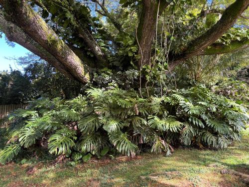 Banyan Tree B&B Retreat Banyan Tree B&B Retreat