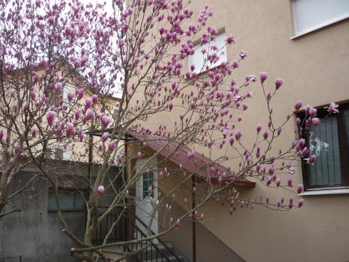 Guest House OK - image 8