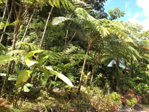 罗茨丛林仙境酒店 罗茨丛林仙境酒店