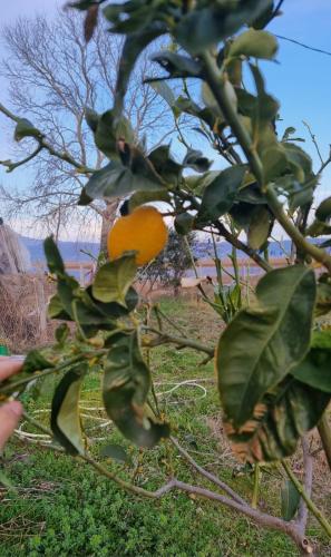 Guesthouse Kune - Vaini Guesthouse Kune - Vaini