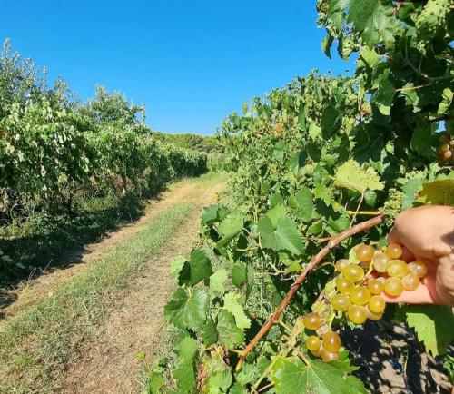 Guesthouse Kune - Vaini Guesthouse Kune - Vaini