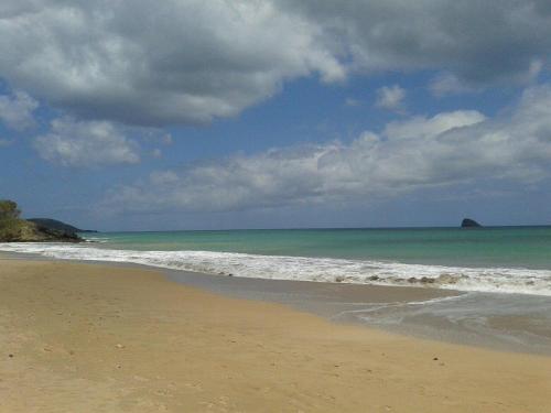 ชายหาด, HELICONIA rostrata in ซานต์ โรเซ