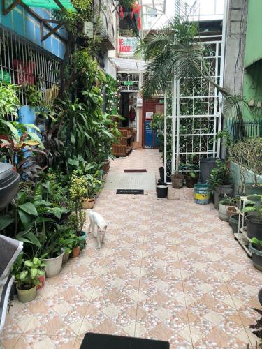 THE MANSION - BACKPACKERS Near AIRPORT, Manila (fotografie 7)
