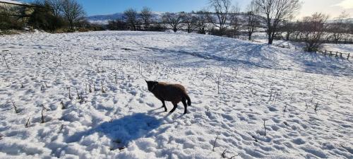 外部景觀, Curlew Cottage Eldwick peaceful location where you can watch the horses in 賓格利