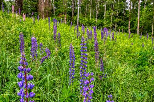 ทัศนียภาพ, 2nd Floor - Adventure Property in ไวท์ฟิลด์ (NH)