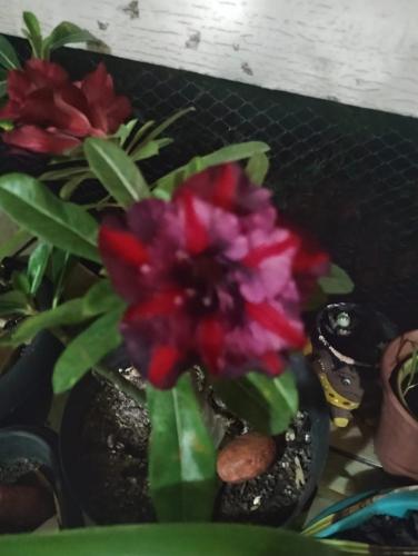 Paz e tranquilidade in อิไตการา