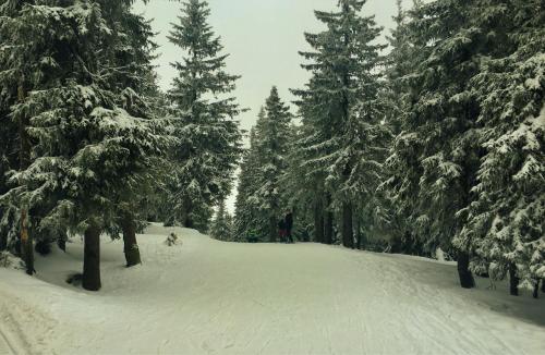 Pokoje Gościnne Pod Sosnami