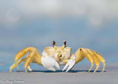 . Guaruçá Pousada Apart Hotel