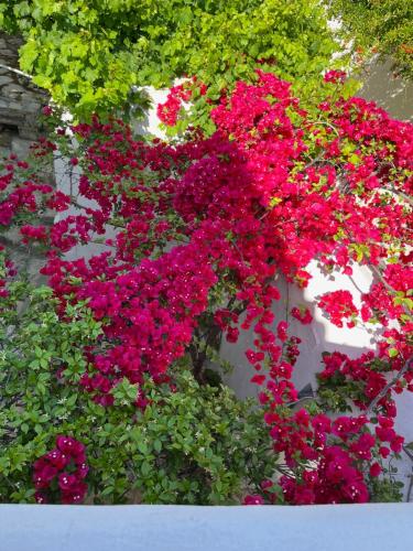 حديقة, Garden Village House in Pythagorio-Hora, Samos Island in أخرى