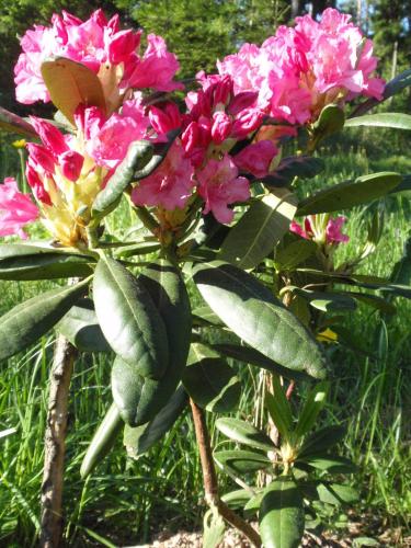 RNK Peebu Kämping RNK Peebu Kämping