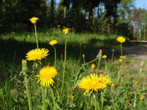 RNK Peebu Kämping RNK Peebu Kämping