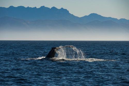 Staybridge Suites Oxnard - River Ridge by IHG