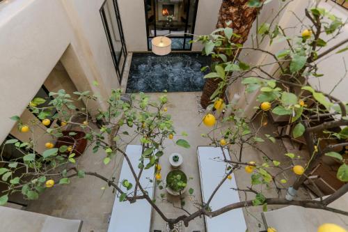 Riad KO Nova