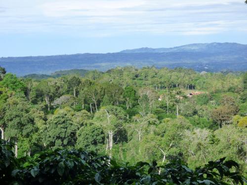 Cafe de Eleta in Nueva California