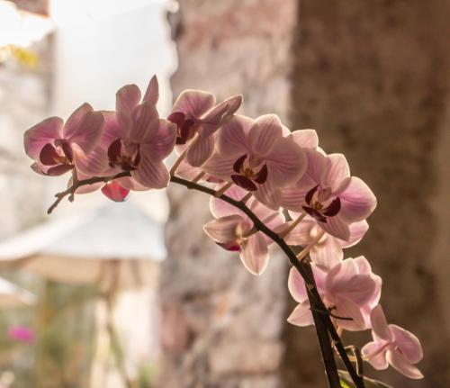 643048494 Orchid House San Miguel de Allende