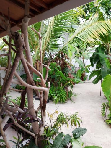 Veli garden thoddoo Veli garden thoddoo