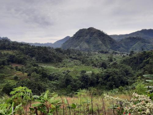 Omahkayu in Puncak