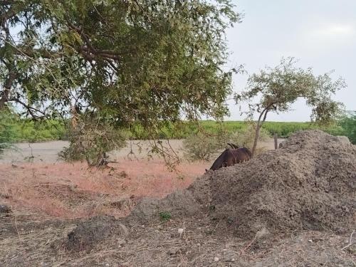 La Yayemoise in Fimela