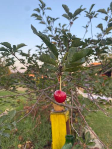 Agrib&B Lemontree Garde'N - image 2