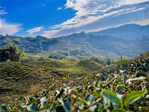 Surrounding environment, Payun Homestays in Mirik