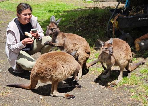 Fauna Australia Wildlife Experience in Great Ocean Road ceļš - Laverhila