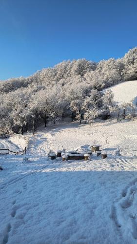 Poiana Stelelor in 芬特奈里
