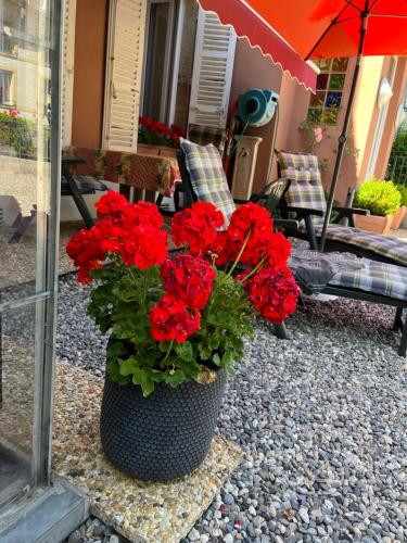 F3-Anémone F3-Anémone