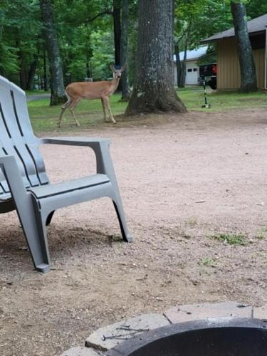 Loons Landing Legacy Loons Landing Legacy