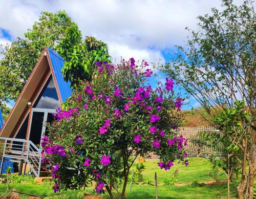 Homestay Đà Lạt Xưa - 정원