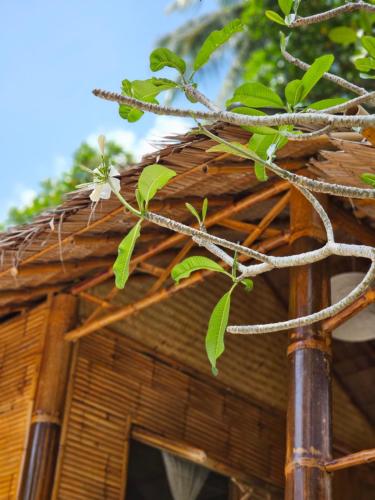 Srithanu Haus - Koh Phangan
