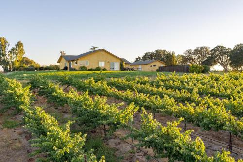 Wild Vines, Paso Robles