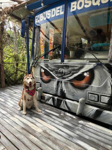 El bus del Bosque, Medellín (zdjęcie 9)