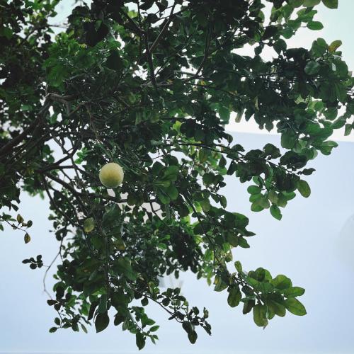 Giardino, Hiệp Phát (Hiep Phat) in Hòa Thắng