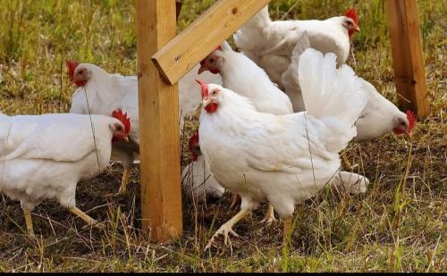 Tiny House Tiny House