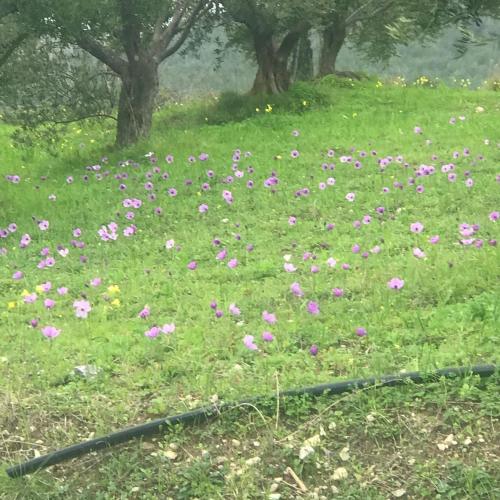 KALIVI Traditional Olive Farm Guest House in Nea Poli