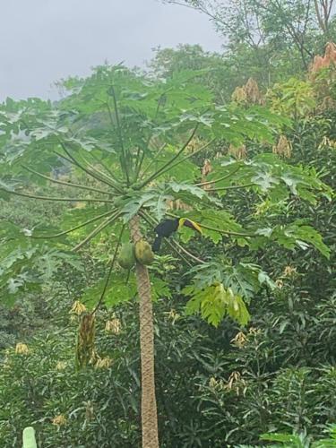 Finca flo, Carara (fotografie 5)