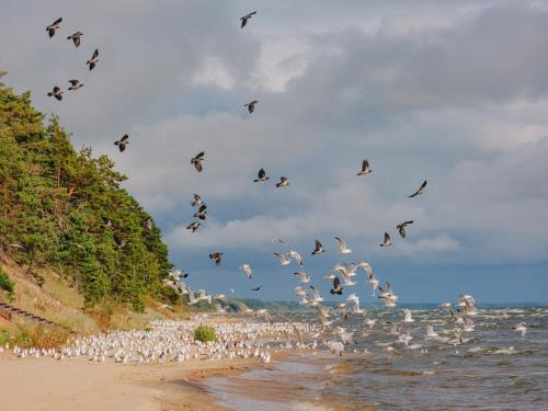 Beach House on the Northen Shore of lake Peipus Beach House on the Northen Shore of lake Peipus
