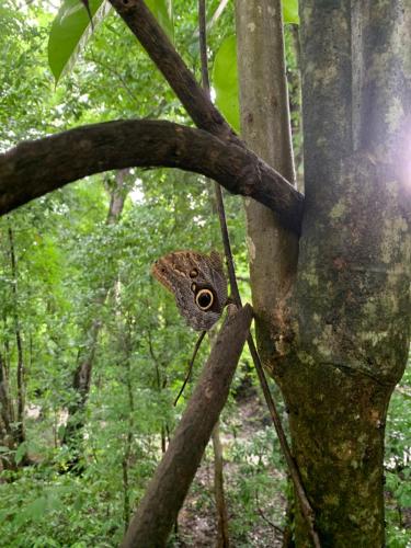 Finca flo in การารา