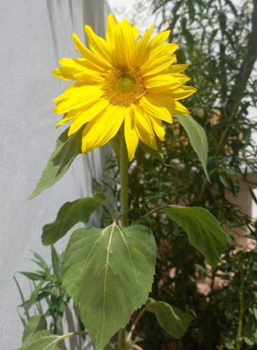 Luminares in Humahuaca