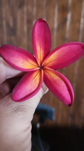 Pipihoreko Hostal Pipihoreko Hostal