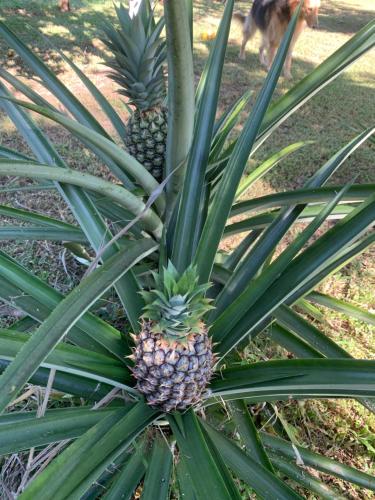 Finca flo in การารา