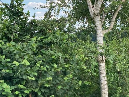 A környék, Große Oberwohnung in Ankum