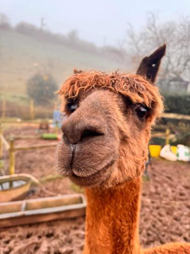 Ruby's Retreat! Farm Stay! North devon! Sleeps 6! Beaches Exmoor!