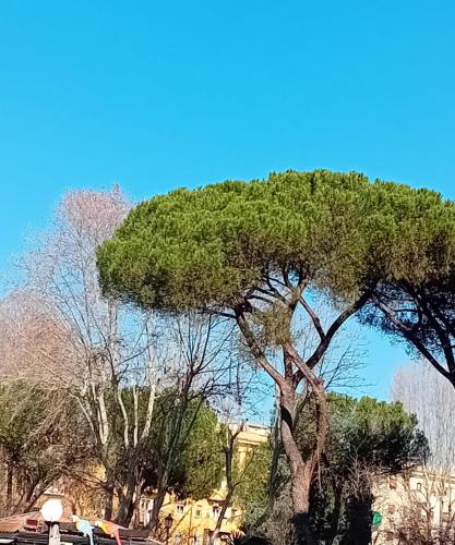 House of Wonders - San Lorenzo