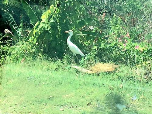 Almarlene House, spacious home sea view, large pool, patios, cot, cook