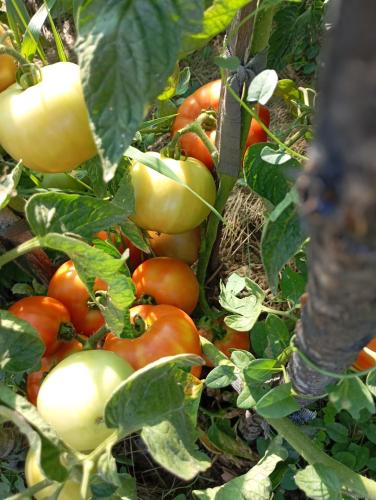 Kuća za odmor Mirakul